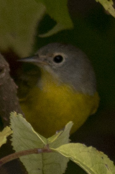 Nashville Warbler - ML35090961