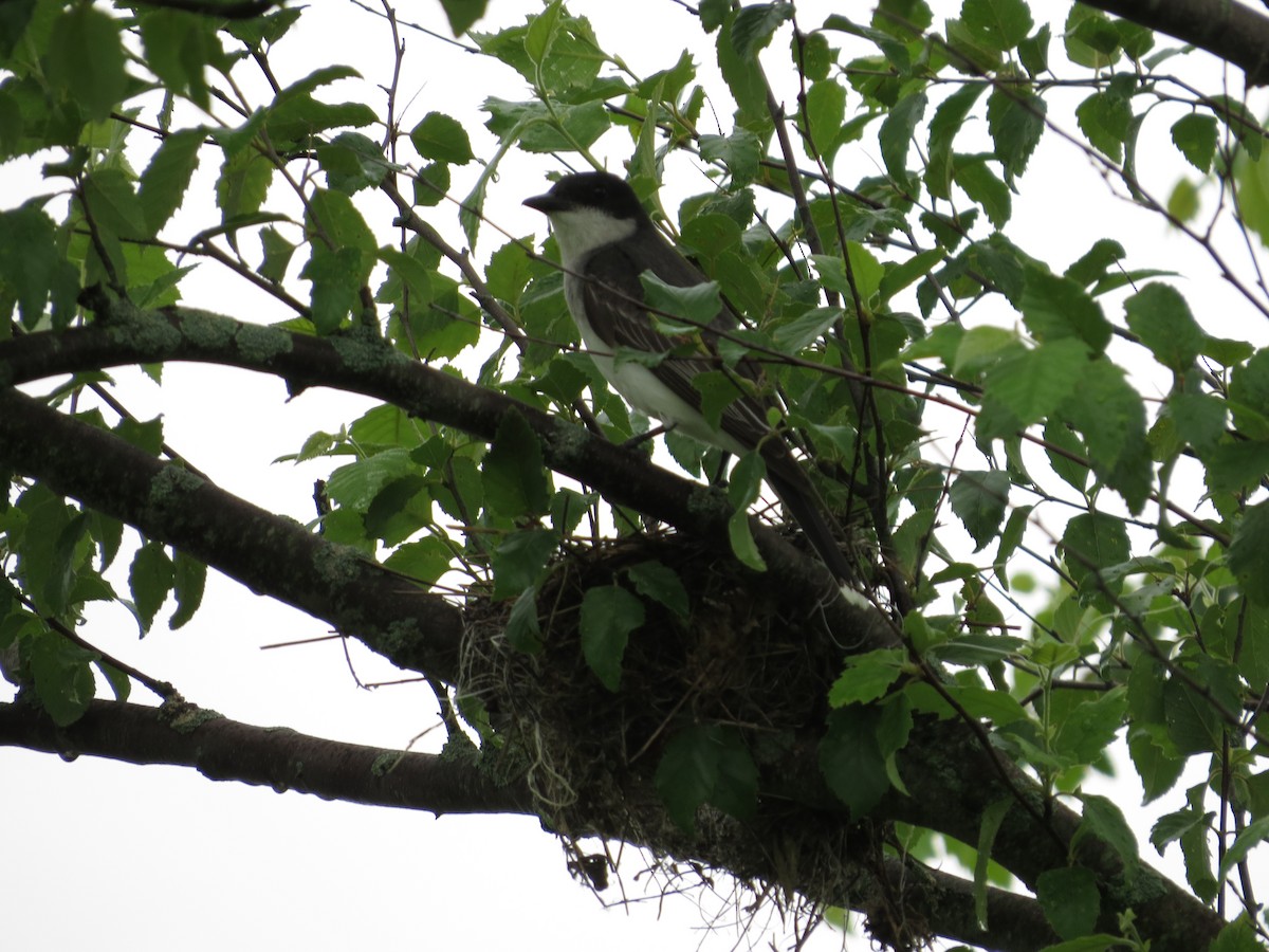 Eastern Kingbird - ML350909611