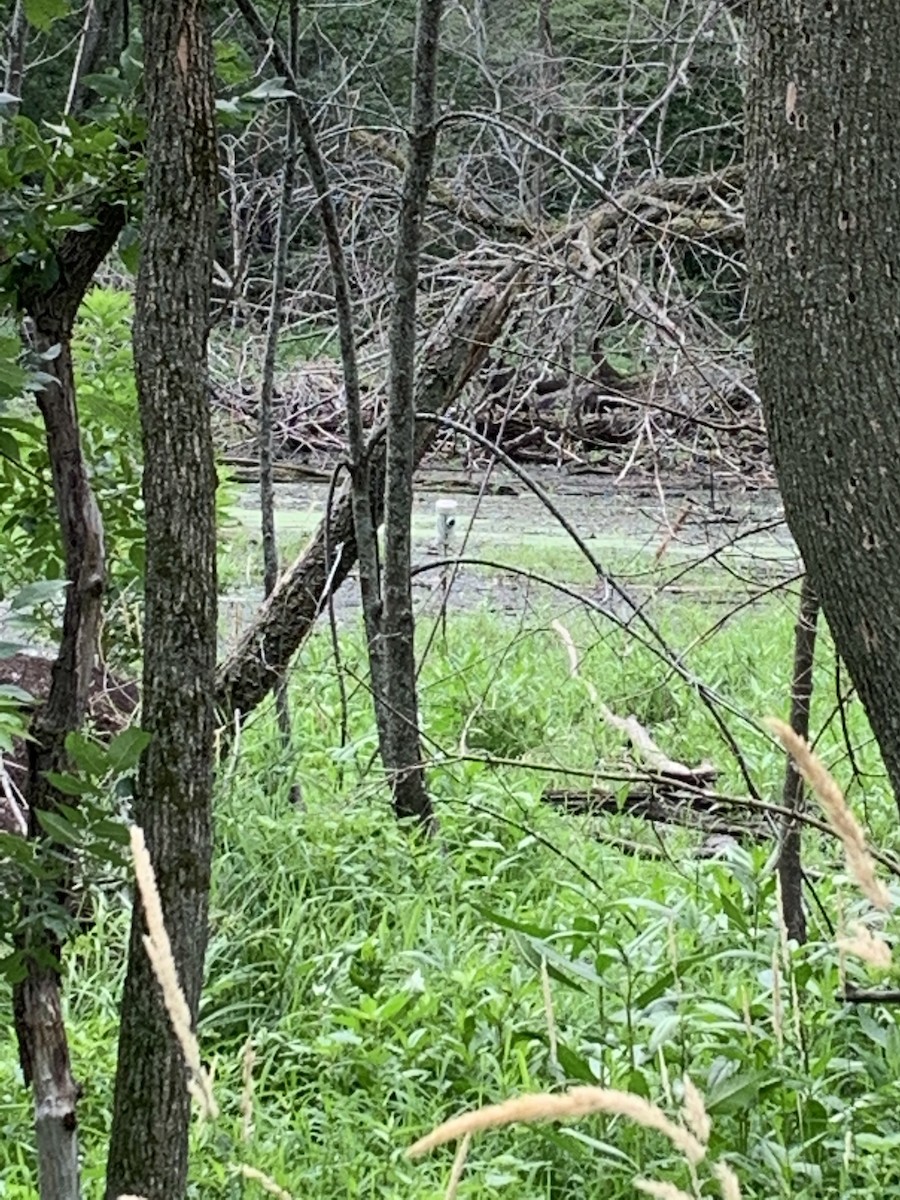 Prothonotary Warbler - ML350910531