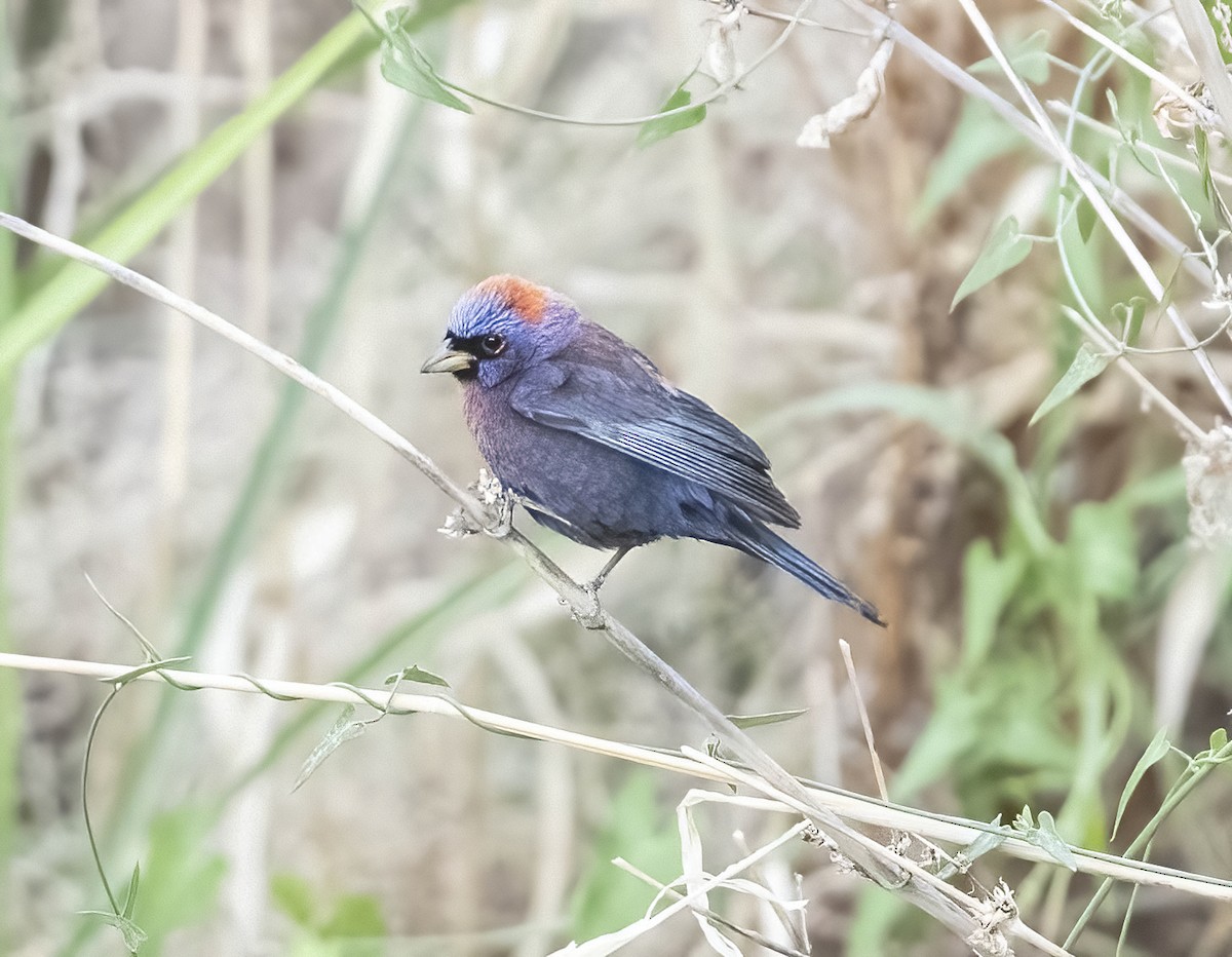 Varied Bunting - ML350913021