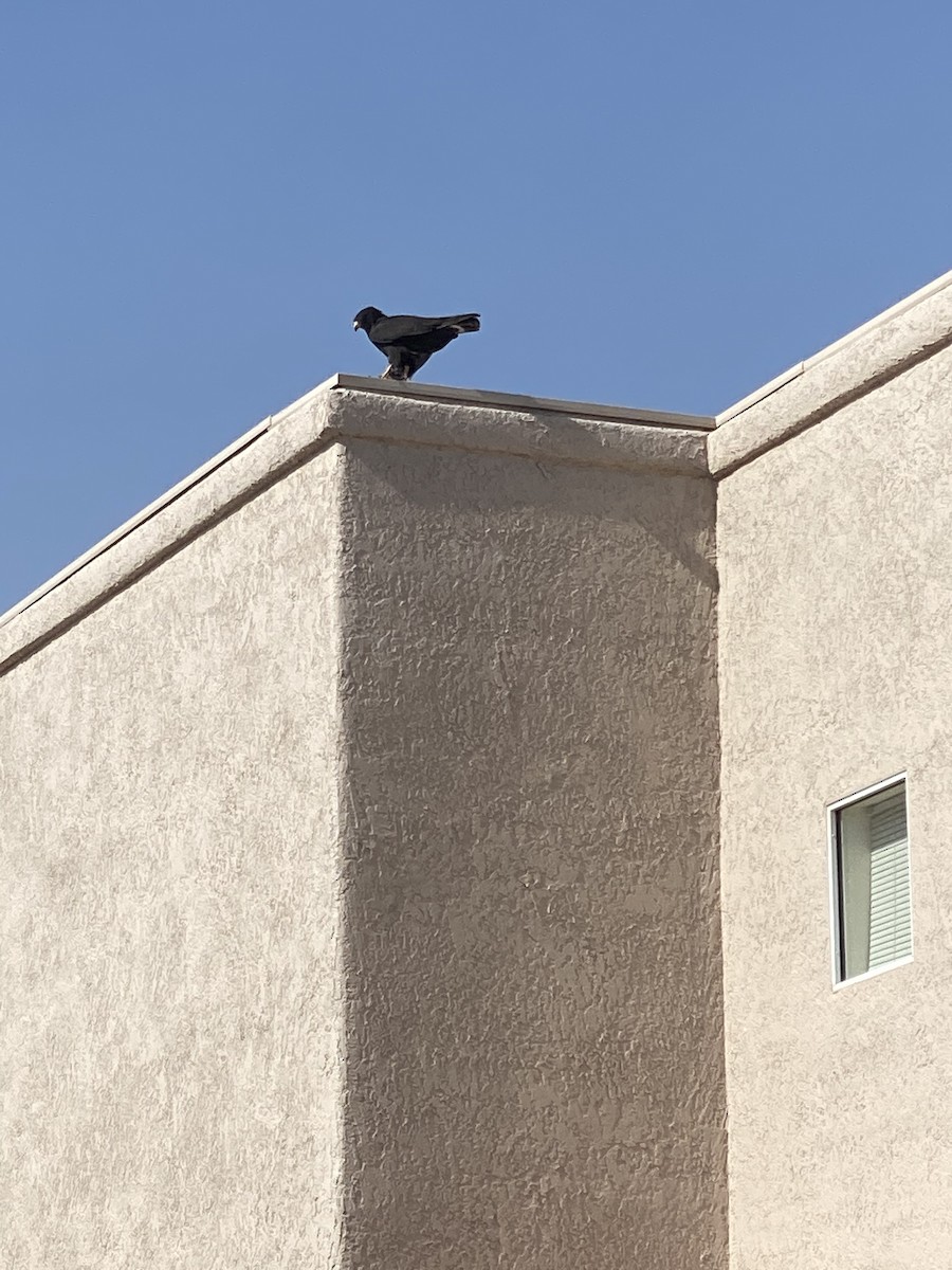 Zone-tailed Hawk - ML350913791