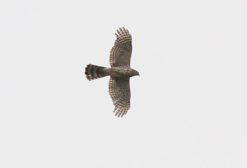 Cooper's Hawk - ML350914271