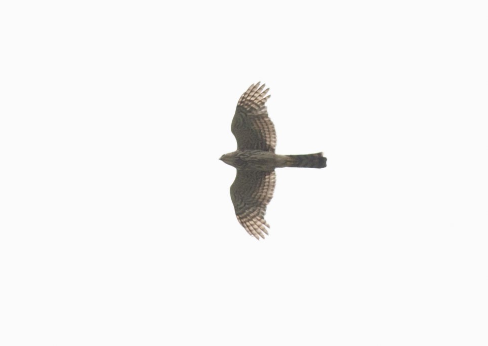 Cooper's Hawk - ML350914291