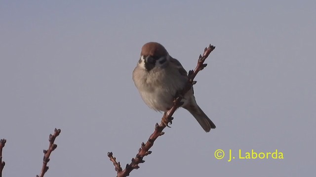 Eurasian Tree Sparrow - ML350915451