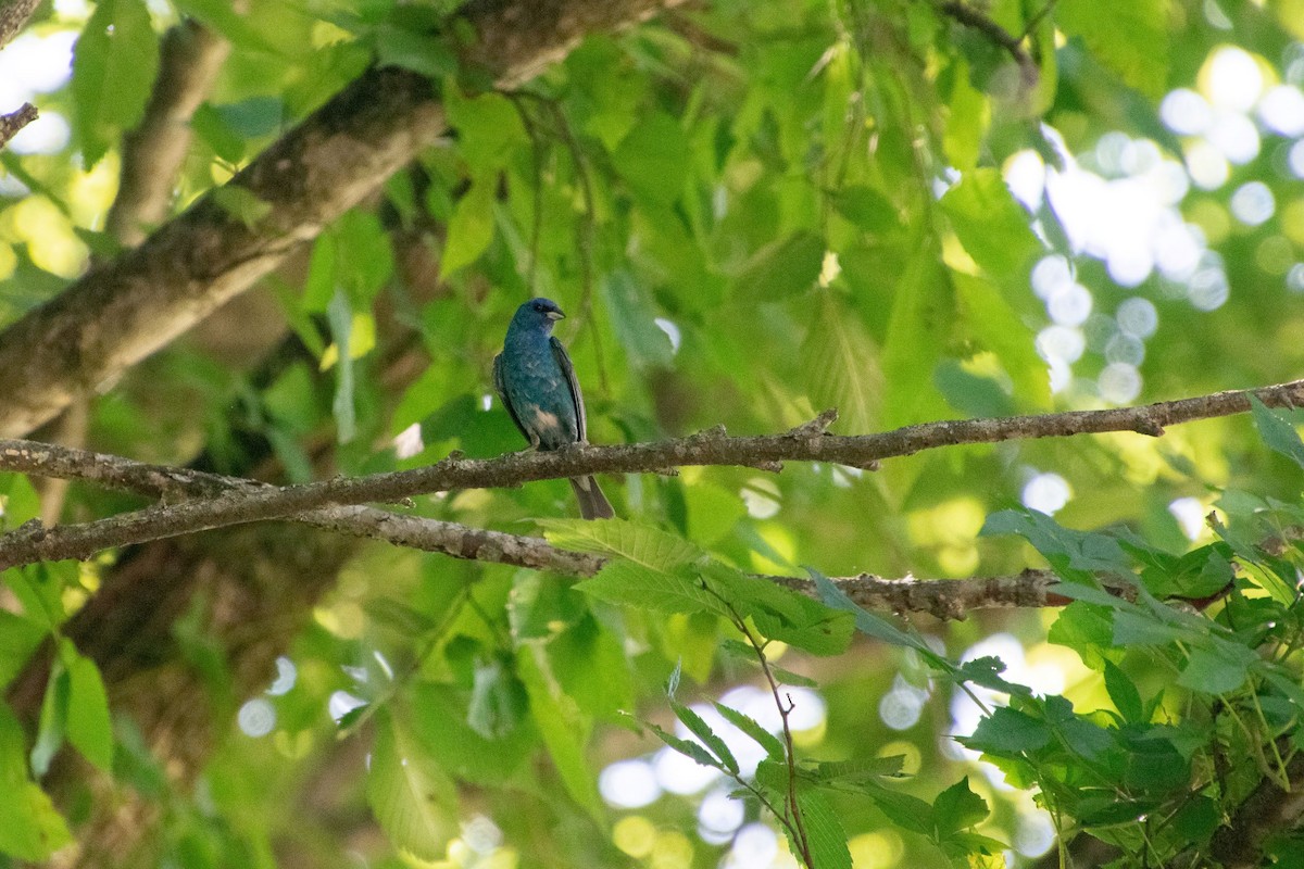 Indigo Bunting - Haley Johnson