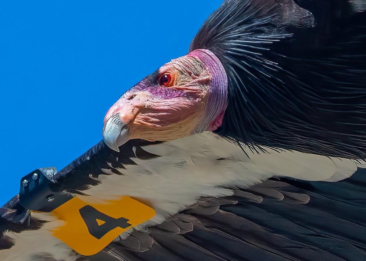 California Condor - ML350916361