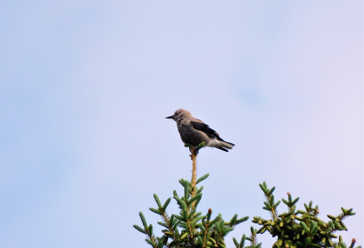 Clark's Nutcracker - ML350916611