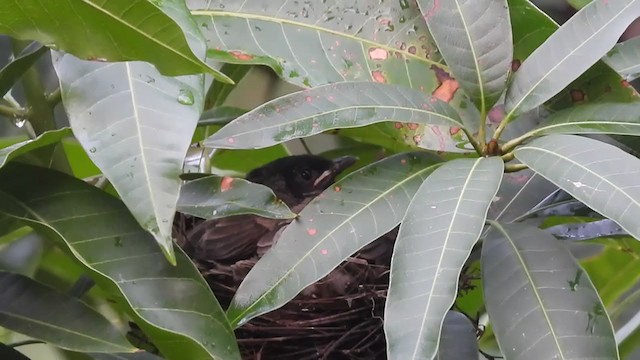 Red-vented Bulbul - ML350917221