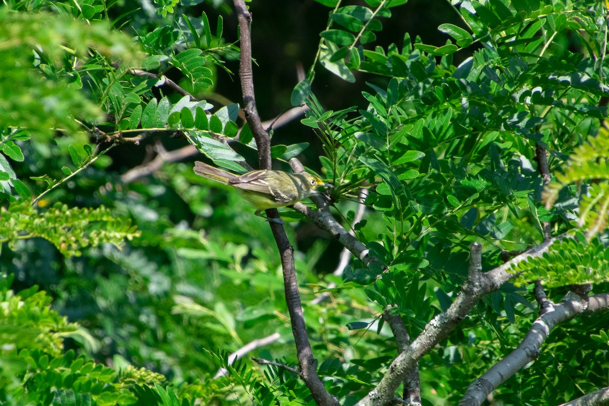 Ak Gözlü Vireo - ML350921111