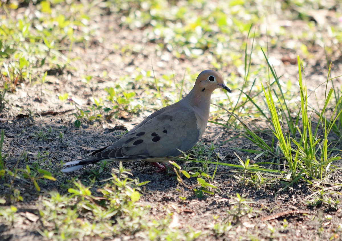 Mourning Dove - ML350921291