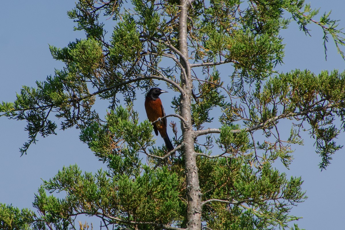 Orchard Oriole - Haley Johnson