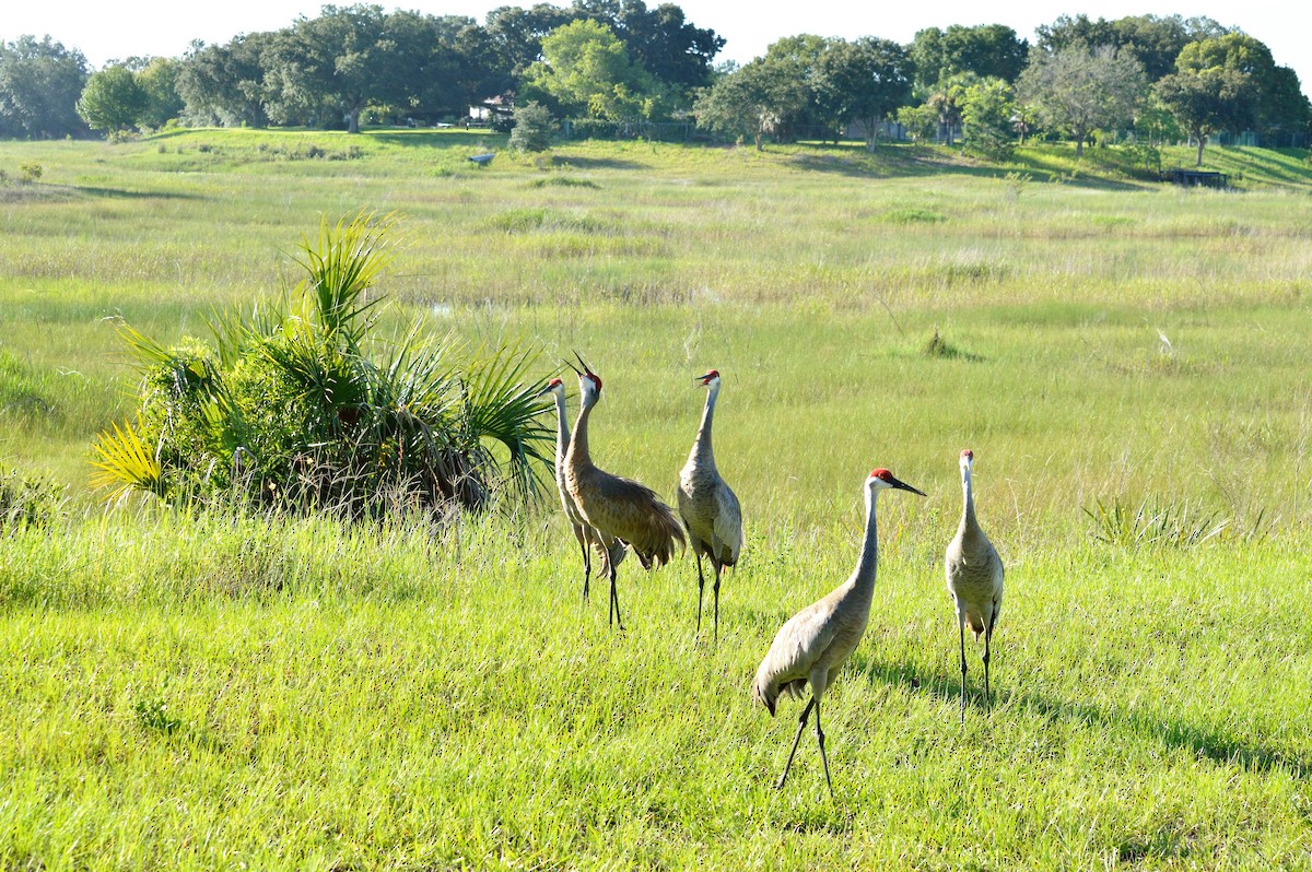 Grulla Canadiense - ML350921481