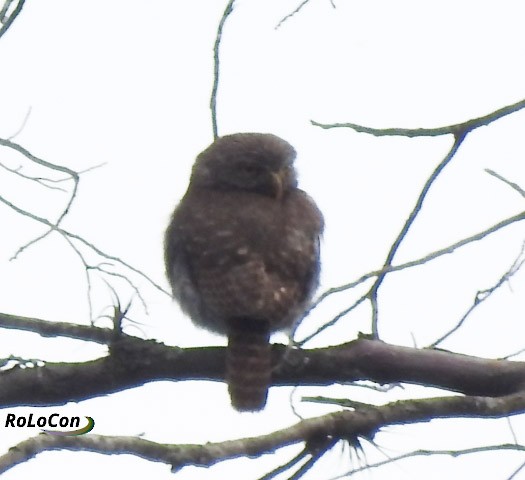 Ferruginous Pygmy-Owl - Rodolfo Lopez Conde