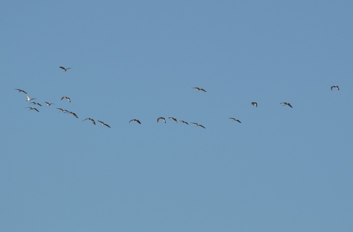 White Ibis - ML350921741