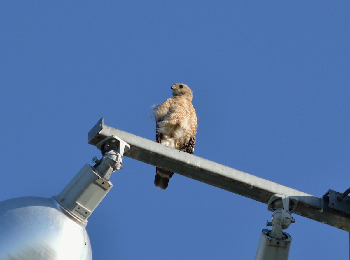 Red-shouldered Hawk - ML350921891