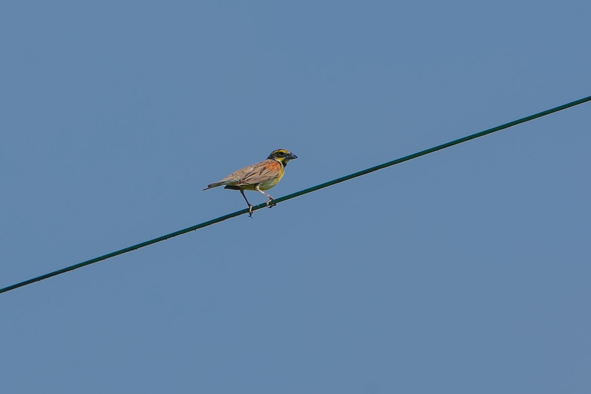 Dickcissel - Haley Johnson