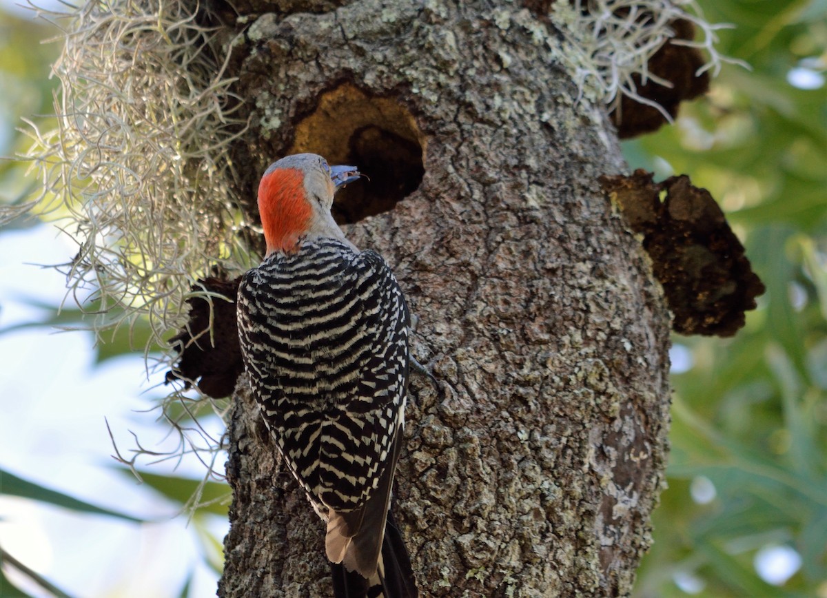 Red-bellied Woodpecker - Vicki Bachner