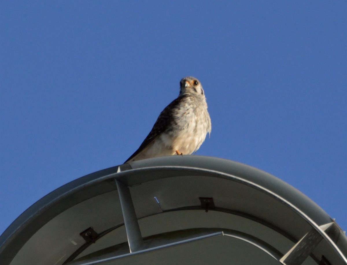 American Kestrel - ML350922121