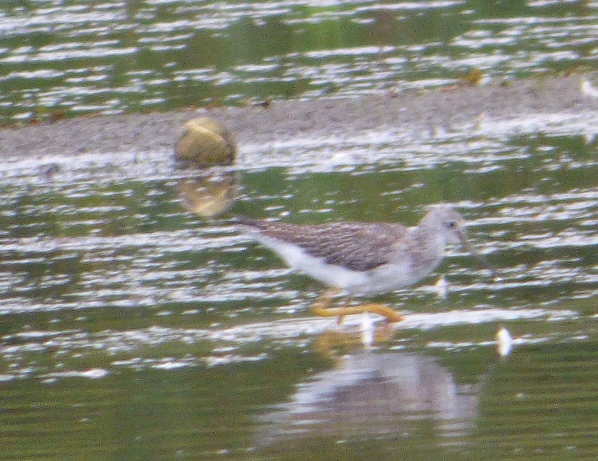 Greater Yellowlegs - ML35092251