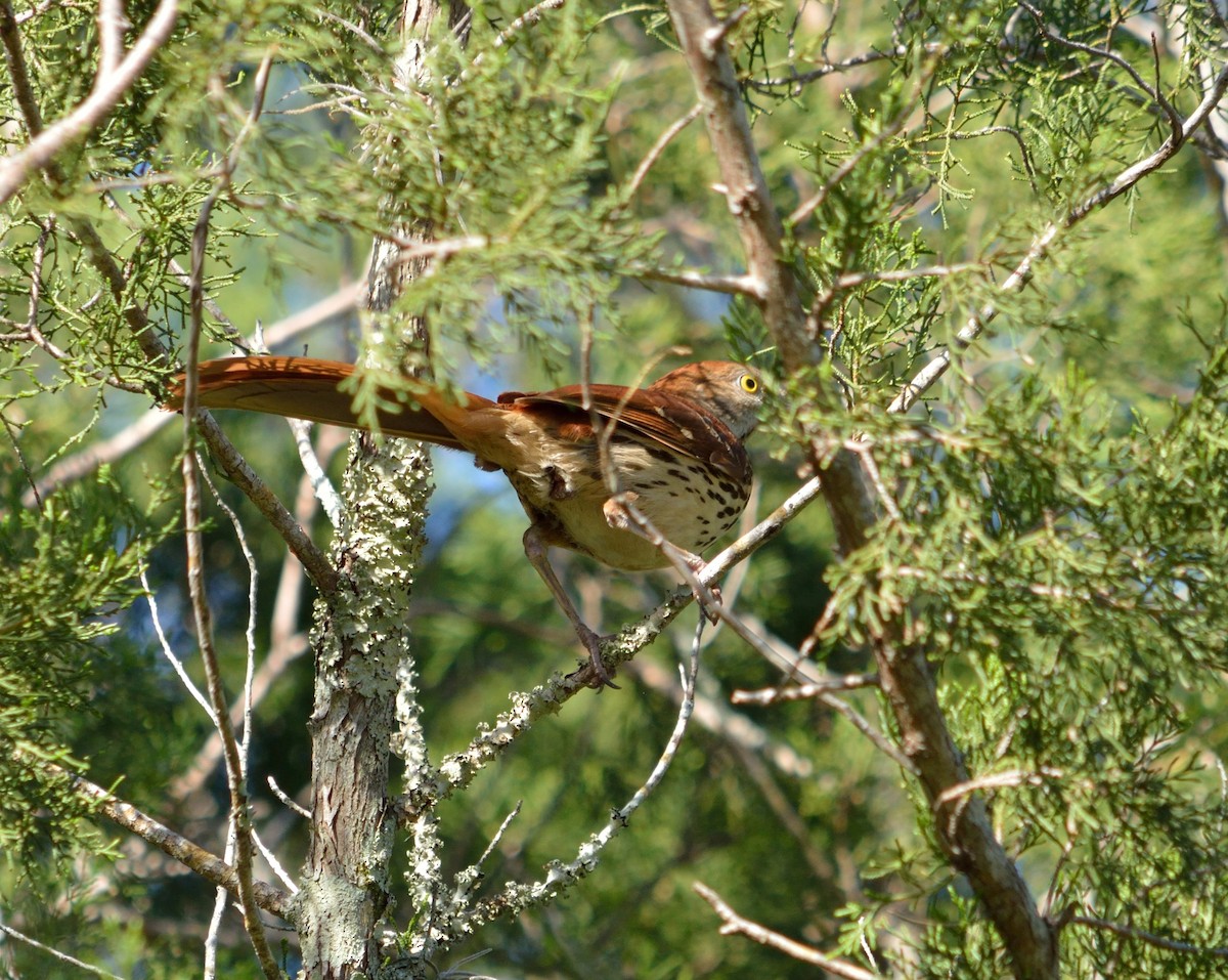 Brown Thrasher - ML350922601