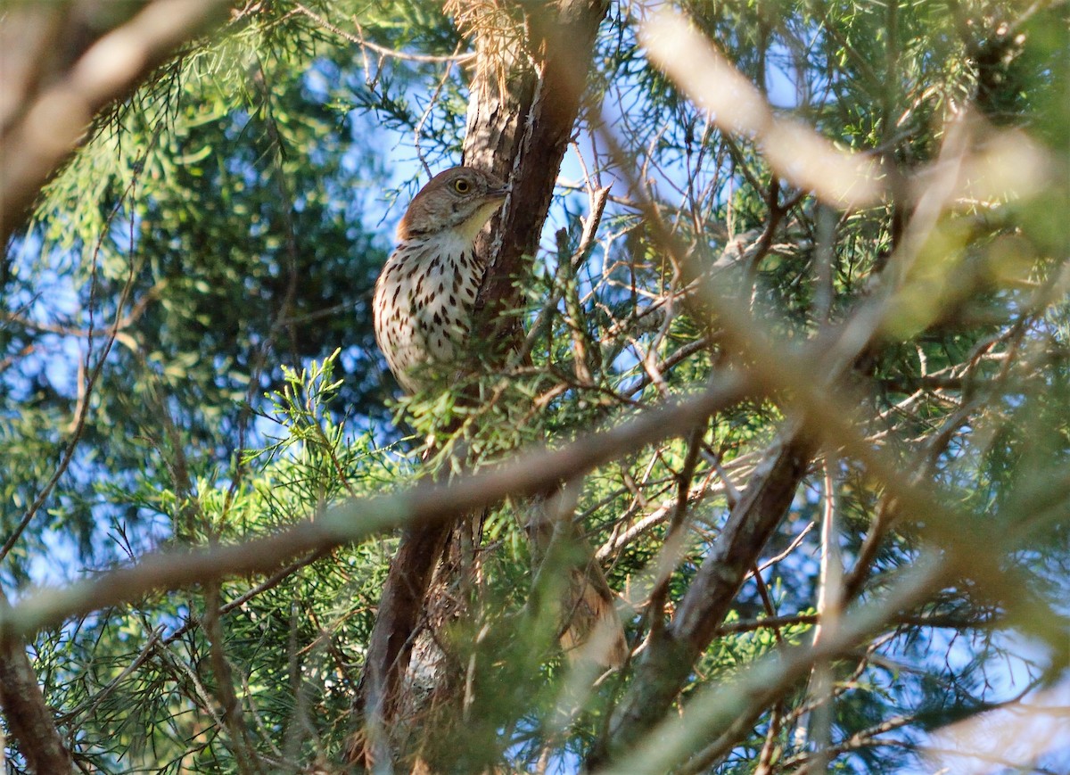 Brown Thrasher - ML350922611