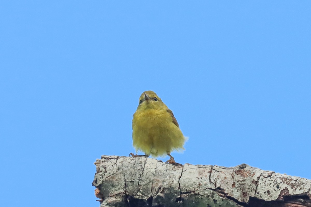 Orange-crowned Warbler - Jen Sanford