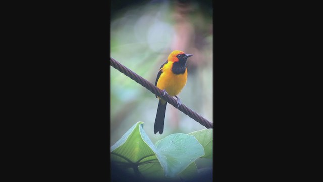 Orange-crowned Oriole - ML350924011