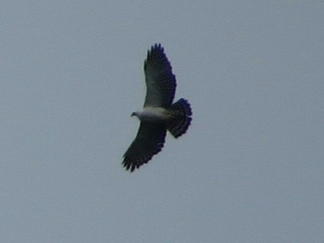 Black-and-white Hawk-Eagle - ML350924191