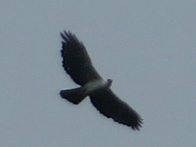 Black-and-white Hawk-Eagle - ML350924201