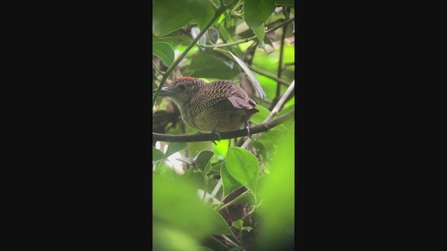 Fasciated Antshrike - ML350925251