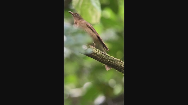 Pale-vented Thrush - ML350925511