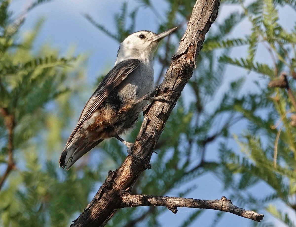 White-breasted Nuthatch - ML350925561