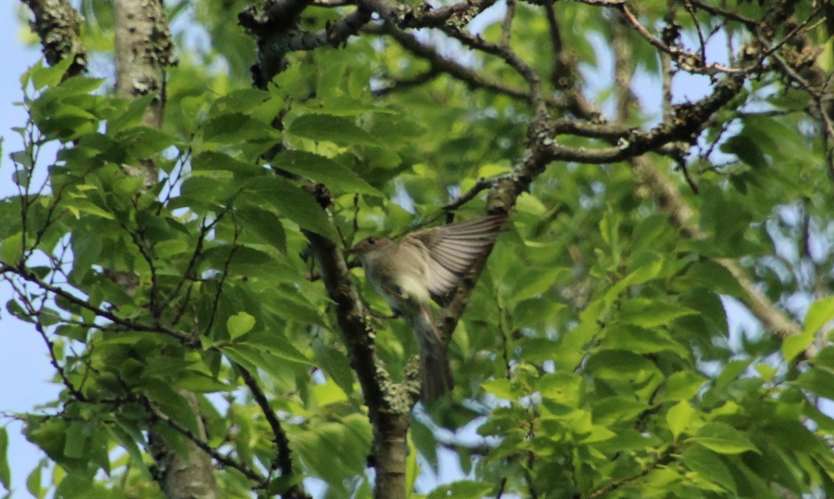 Eastern Wood-Pewee - ML350925831