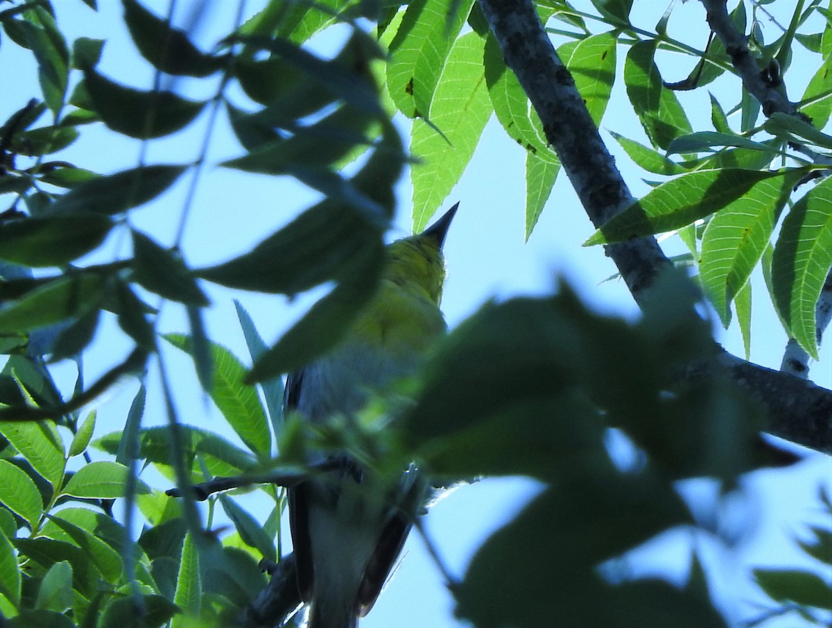 Yellow-throated Vireo - ML350926041