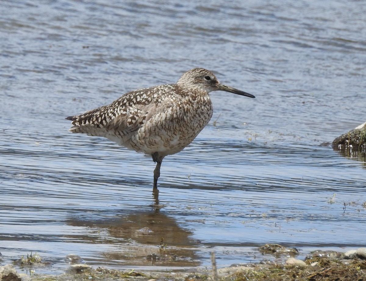 Willet - ML350926151