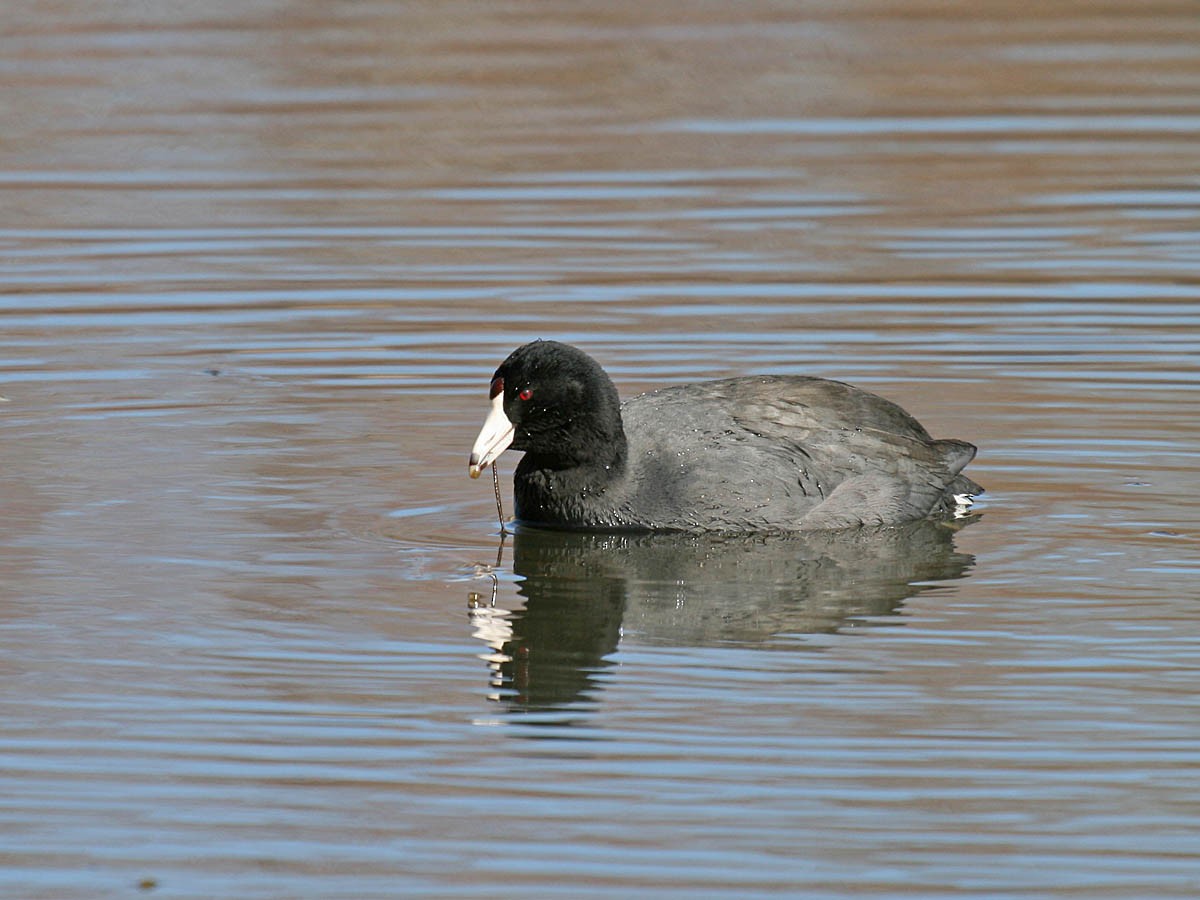 American Coot - Greg Gillson