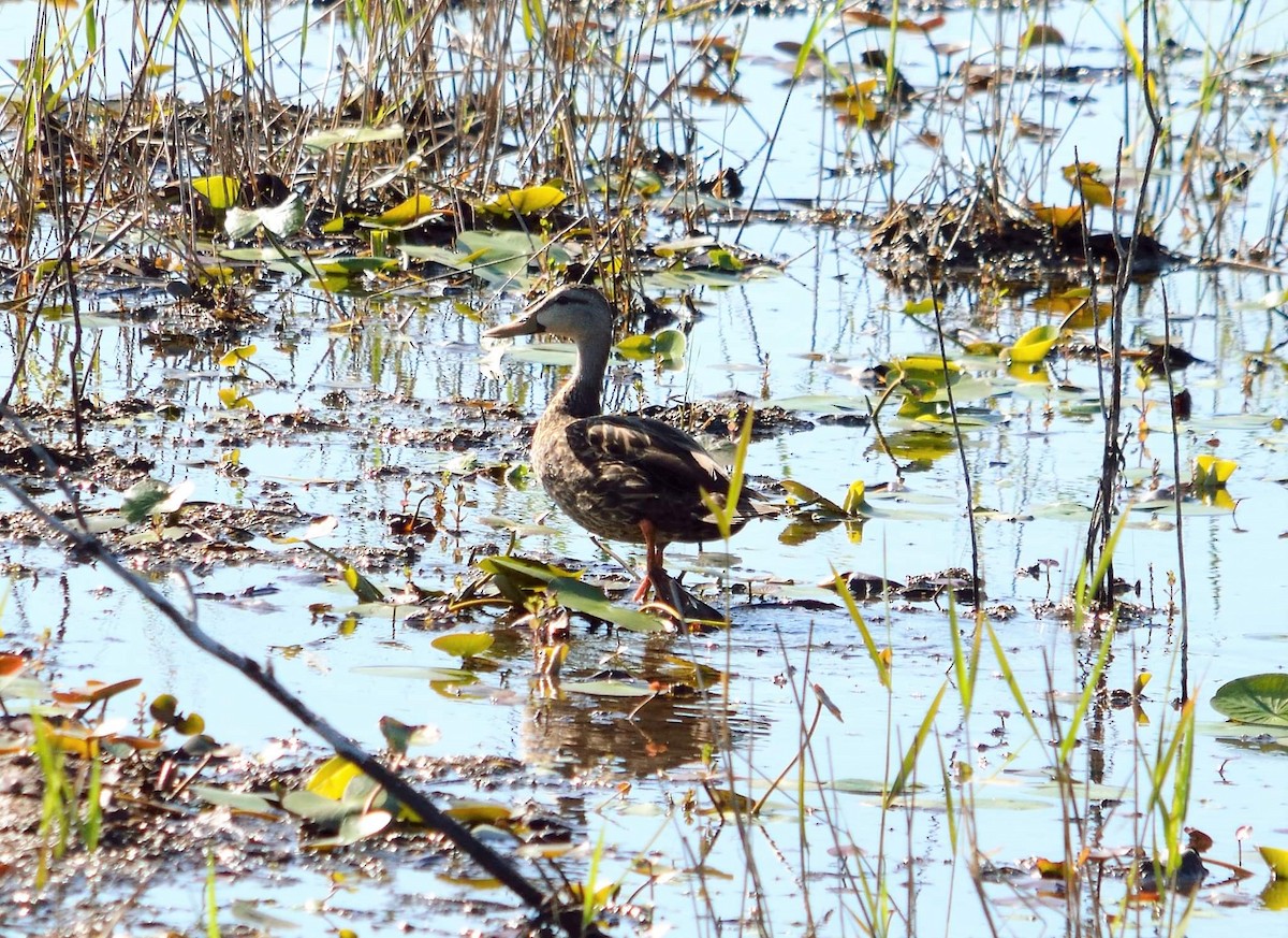 Mottled Duck - ML350927471