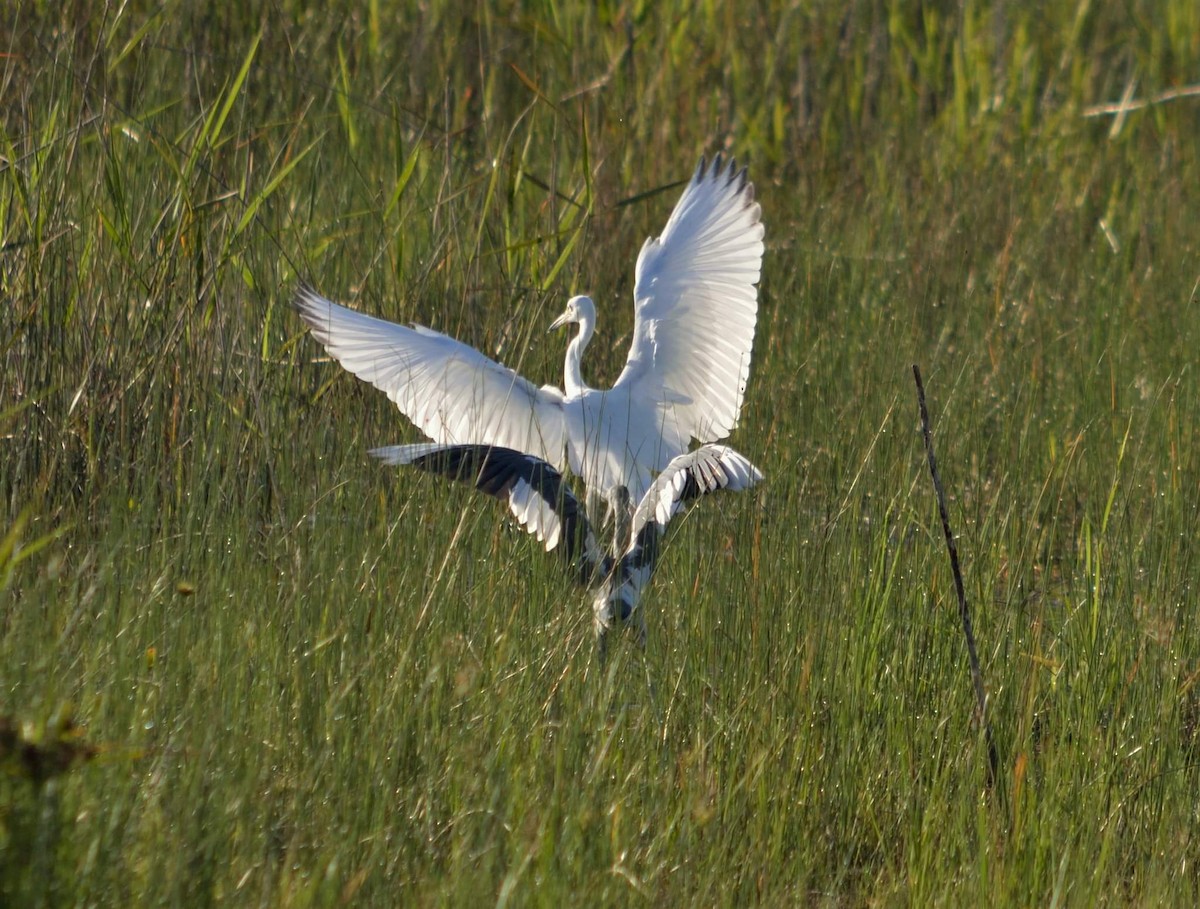 Aigrette bleue - ML350927861