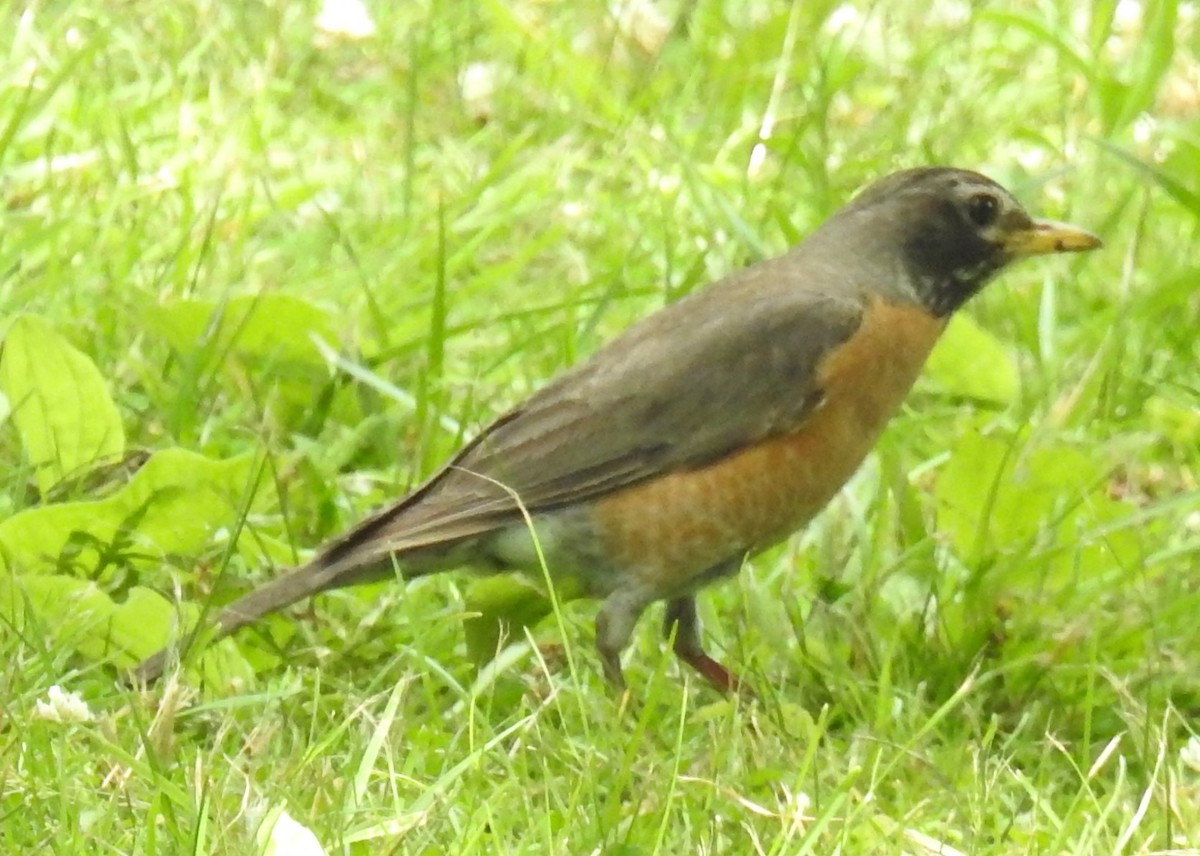 American Robin - ML350928181