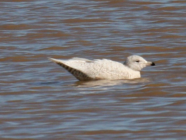 Glaucous Gull - ML35092981