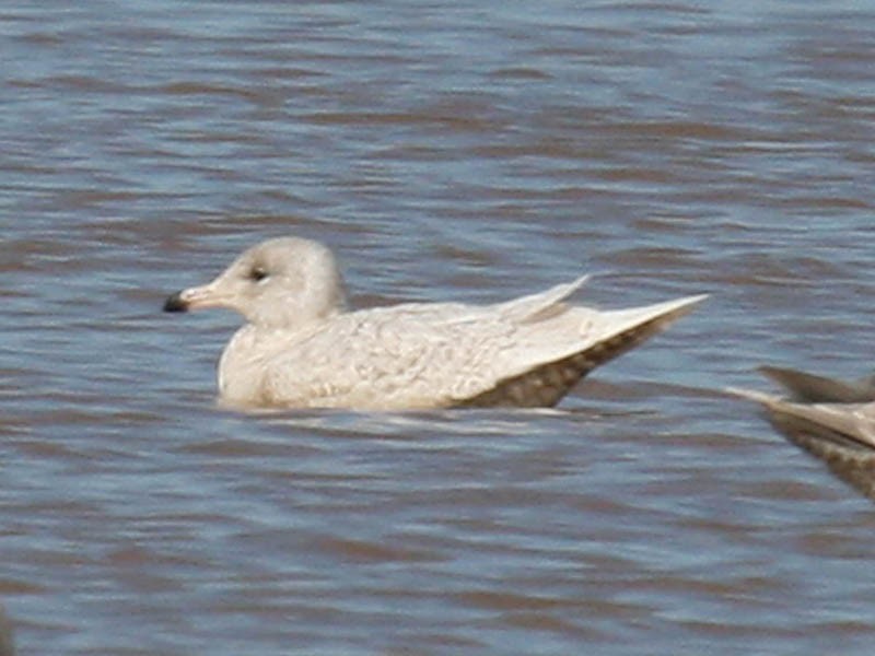 Glaucous Gull - ML35093001