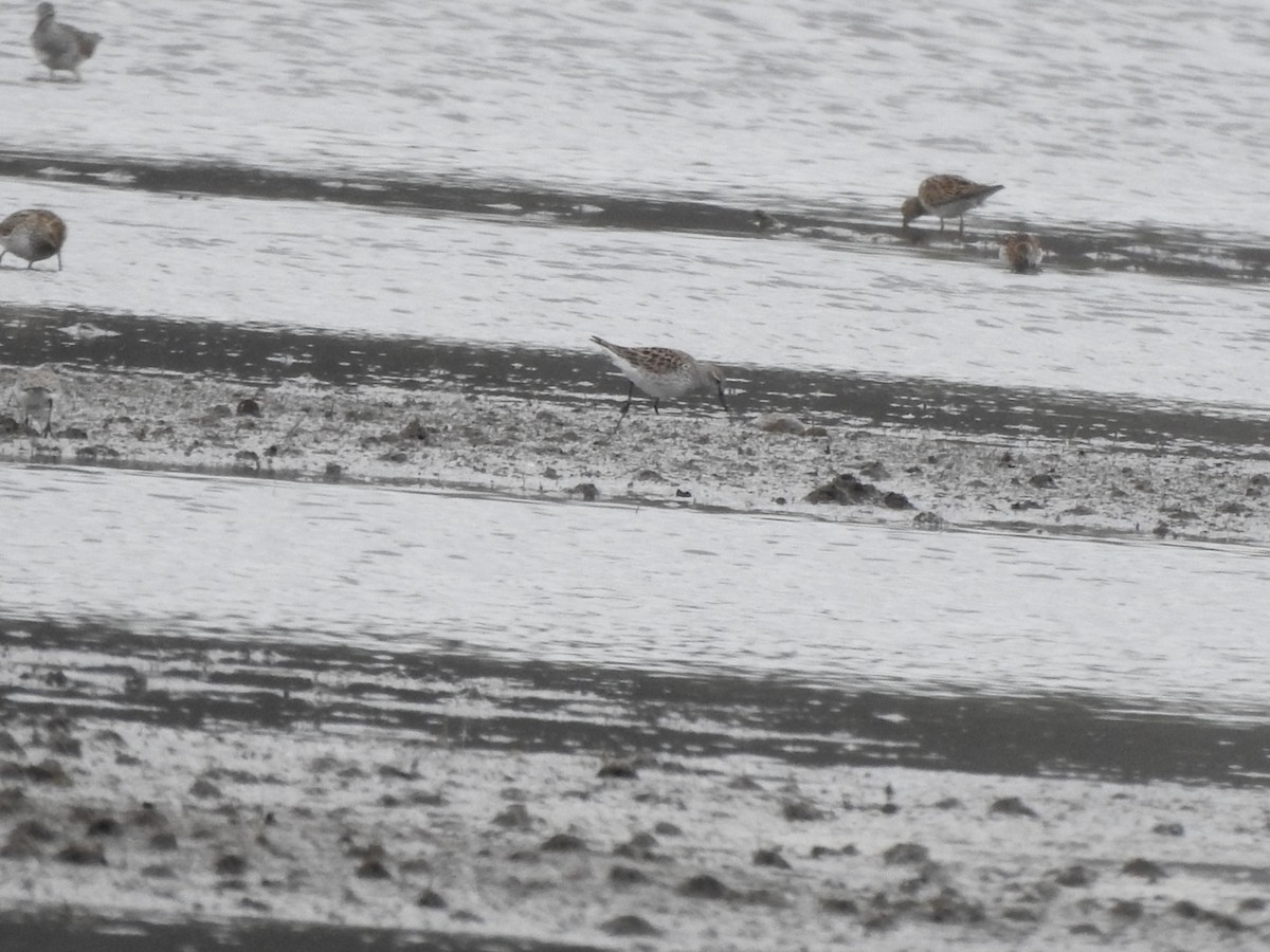 White-rumped Sandpiper - ML350930171