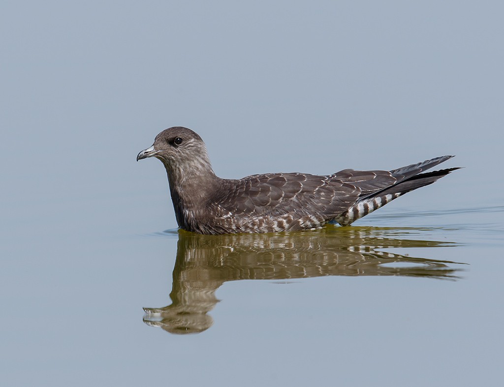 Long-tailed Jaeger - Gary Woods