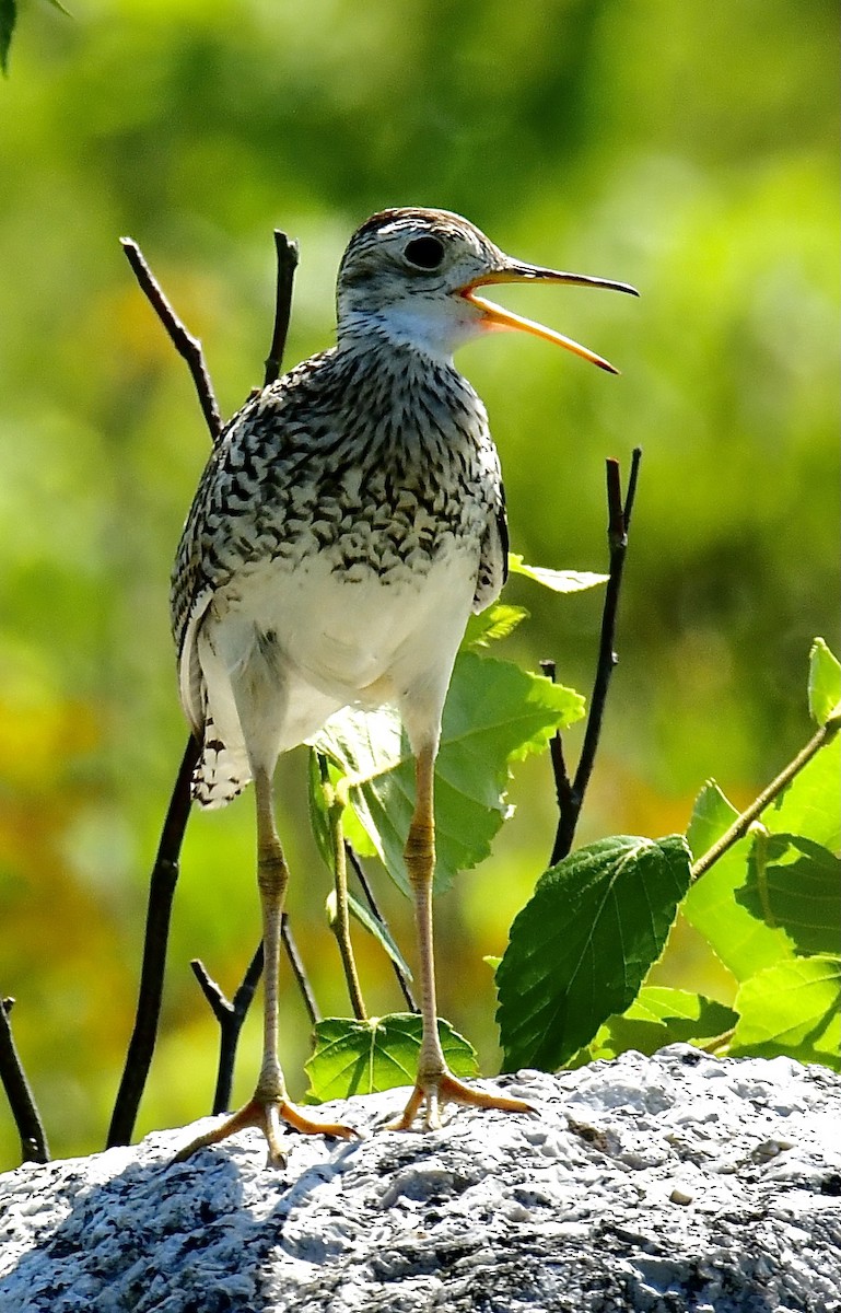 Upland Sandpiper - Gary Roberts