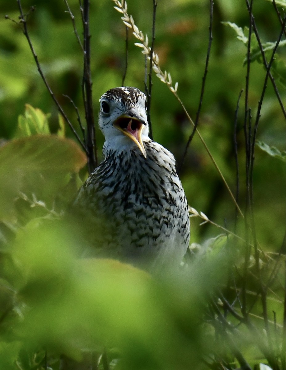 Upland Sandpiper - Gary Roberts