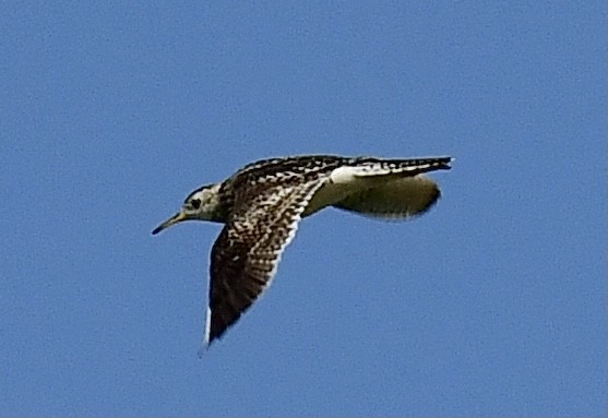 Upland Sandpiper - ML350931081