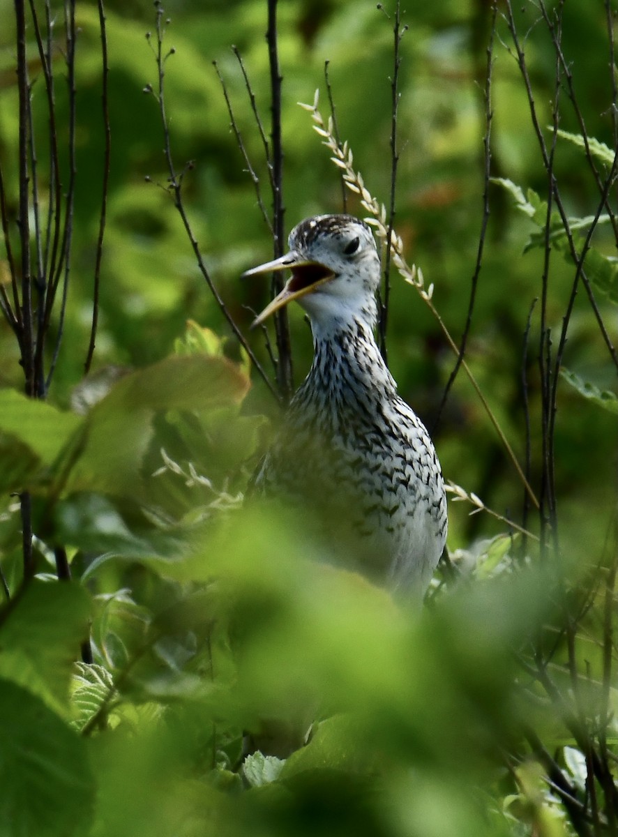 Upland Sandpiper - Gary Roberts