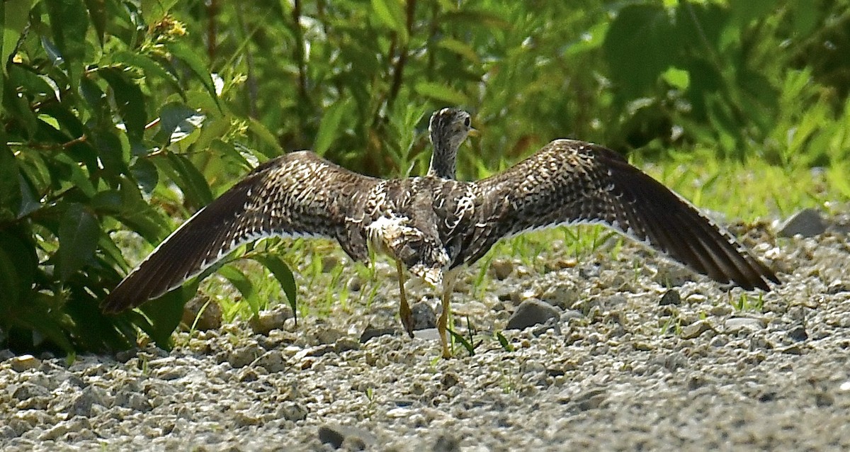 Upland Sandpiper - Gary Roberts