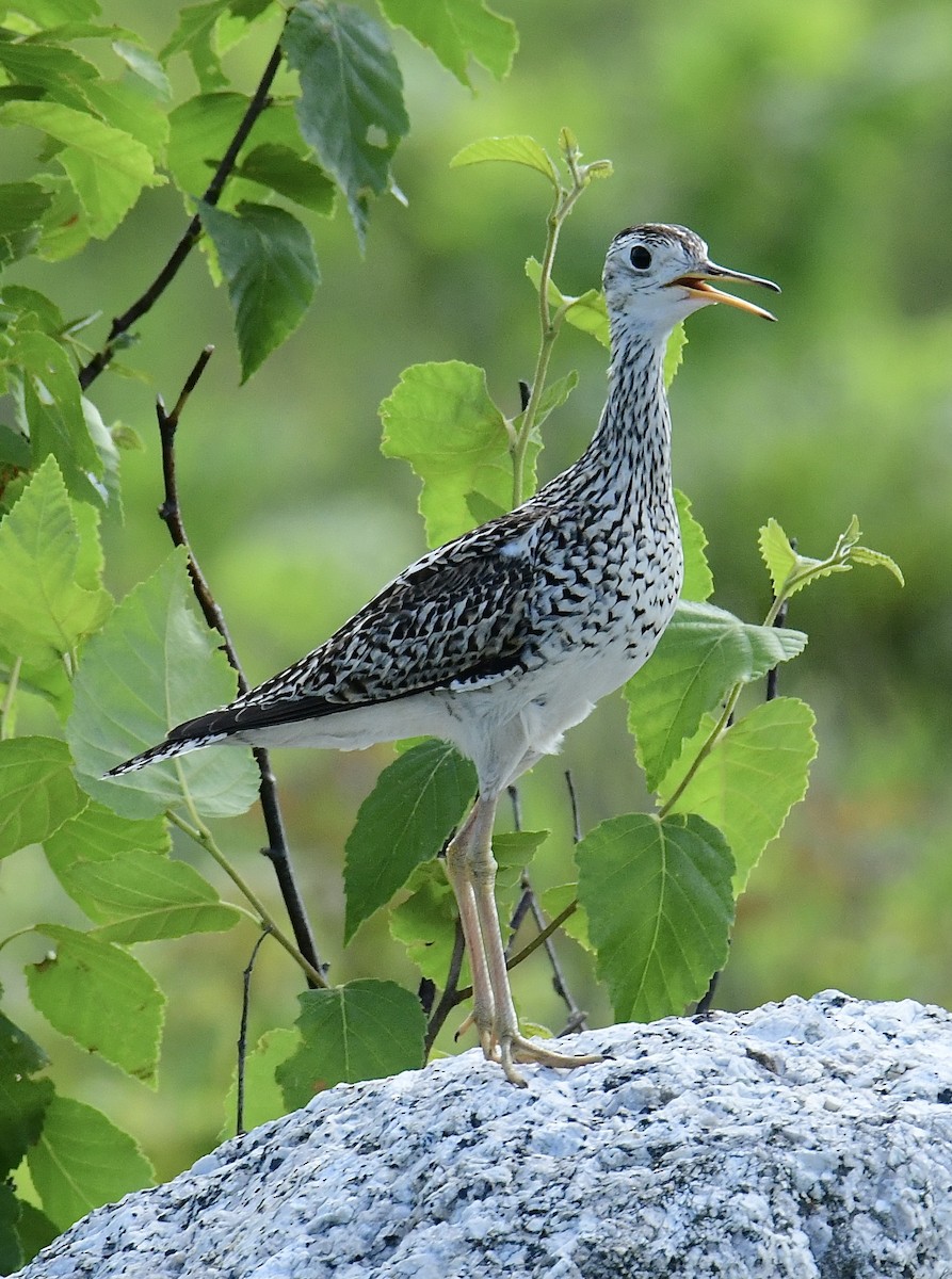 Upland Sandpiper - ML350931401