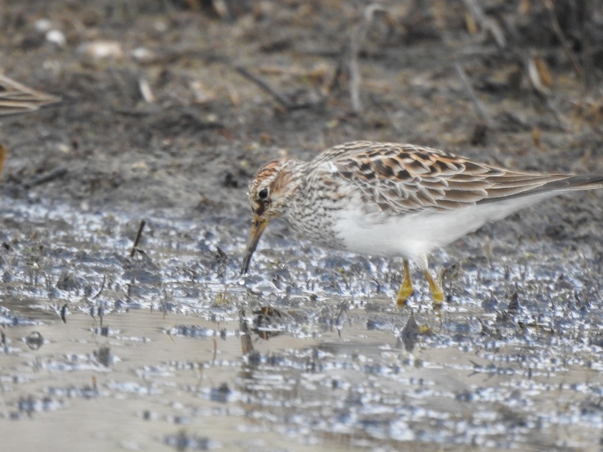 Pectoral Sandpiper - Matthew Thompson